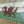 Wales Flag