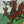 Wales Flag