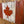 Canadian Flag