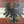 Republic of Austria Flag